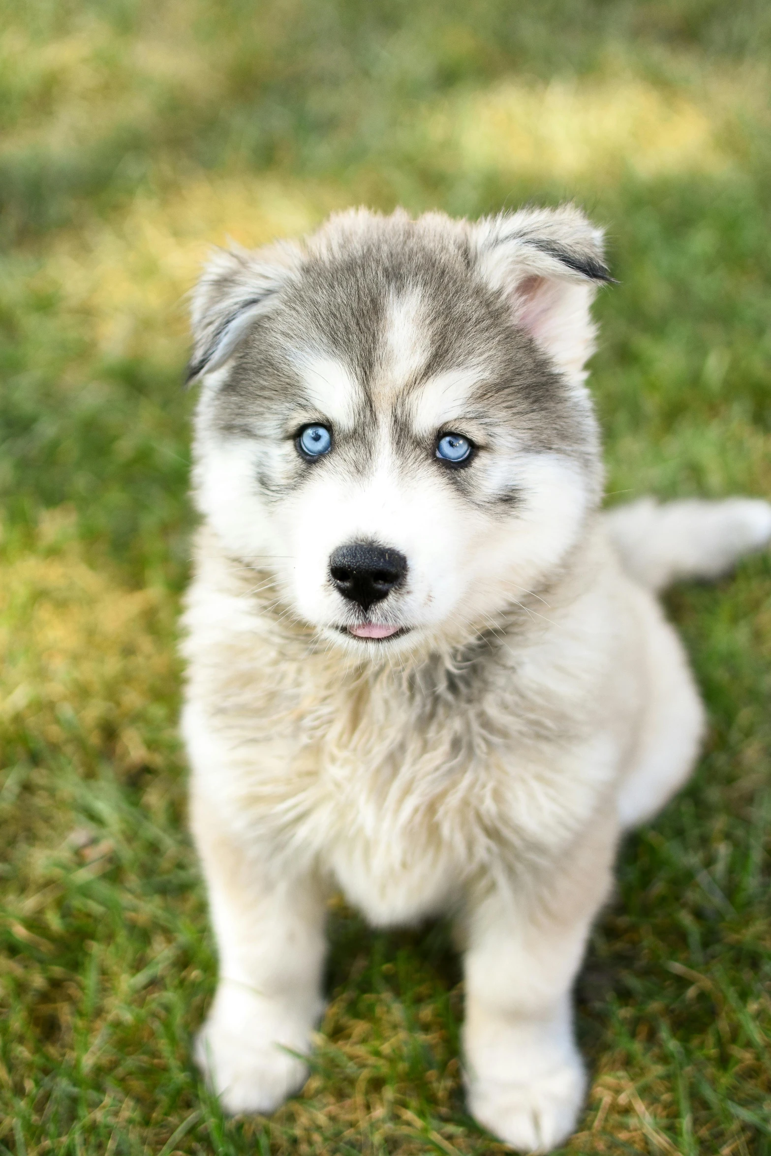 a husky puppy has blue eyes and is standing on the grass