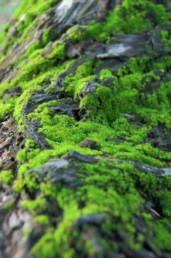 closeup of a green tree trunk with lichen