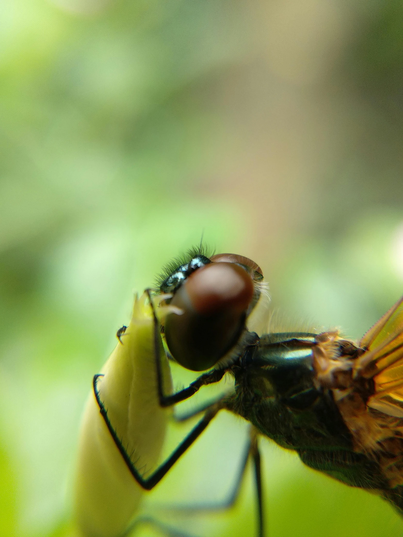 a large, brown flies on a plant in the forest