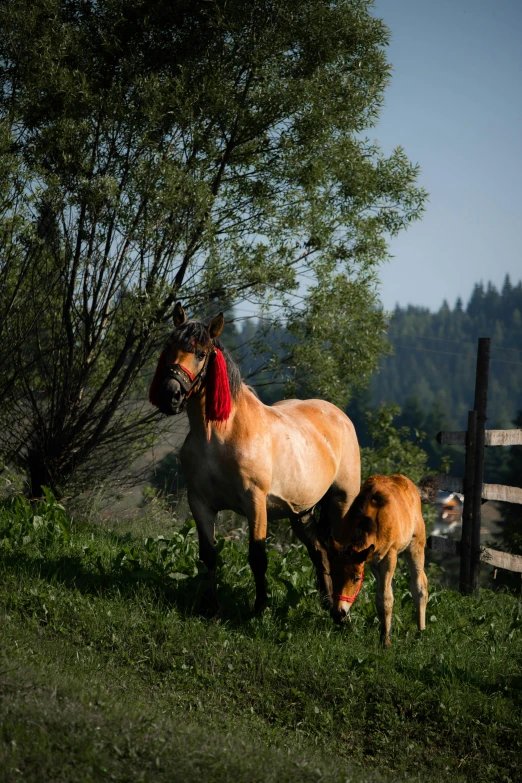 a horse and a calf standing on a lush green field