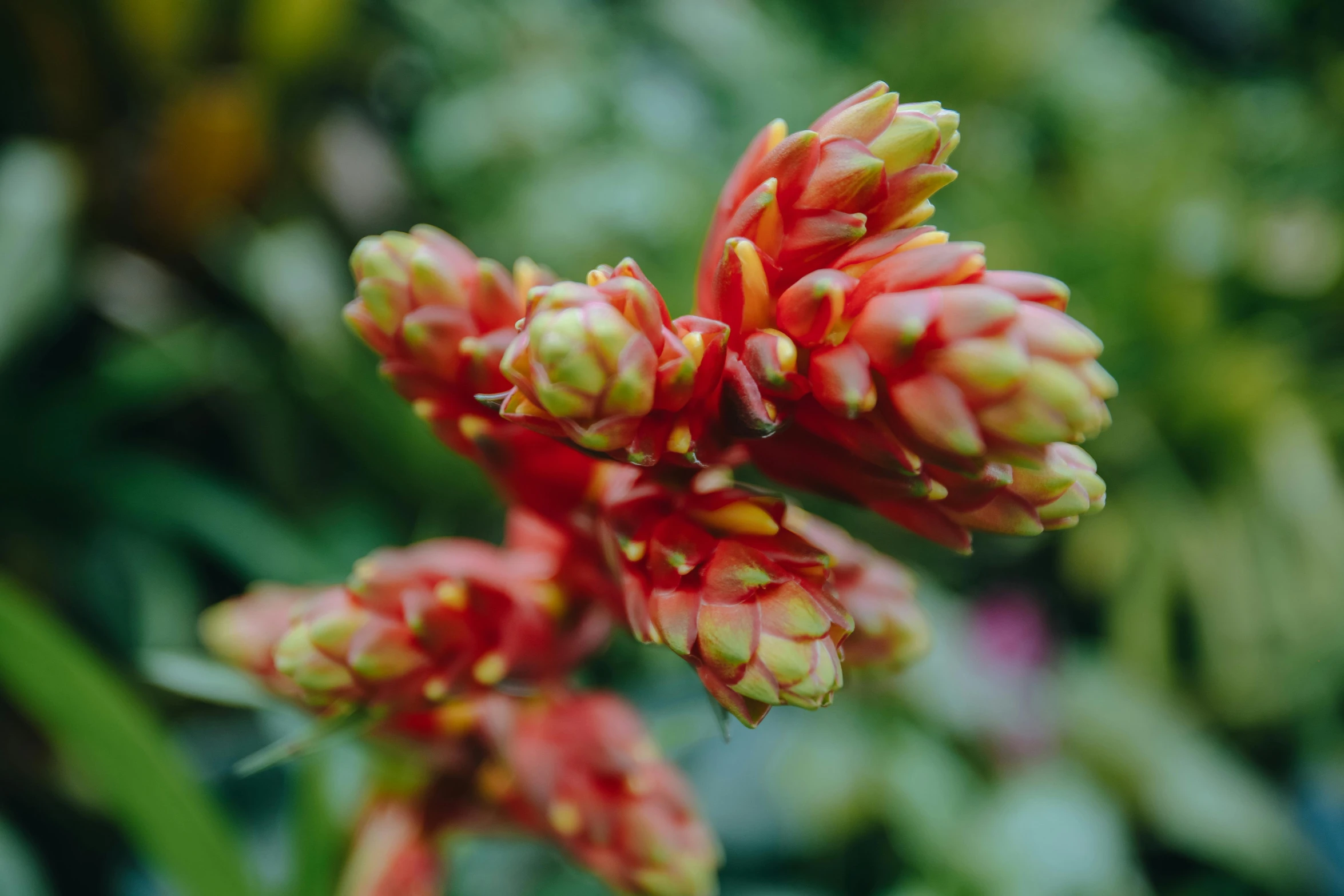 a cluster of flowers with the leaves growing