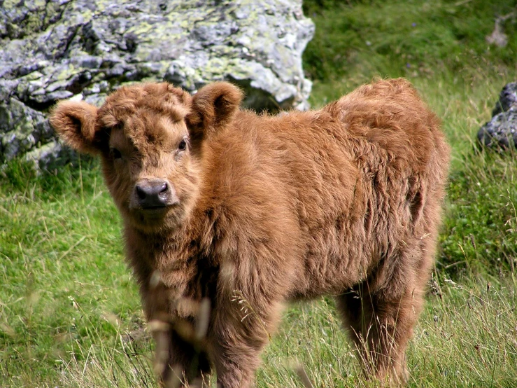 a baby cow stands by himself in a grassy field