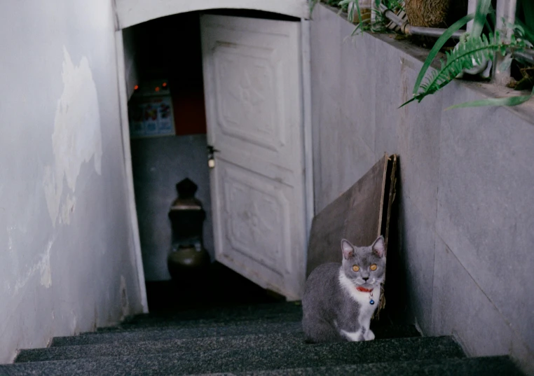 a cat is standing on the steps outside