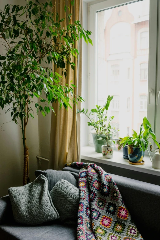 some plants and a tree are shown by a window