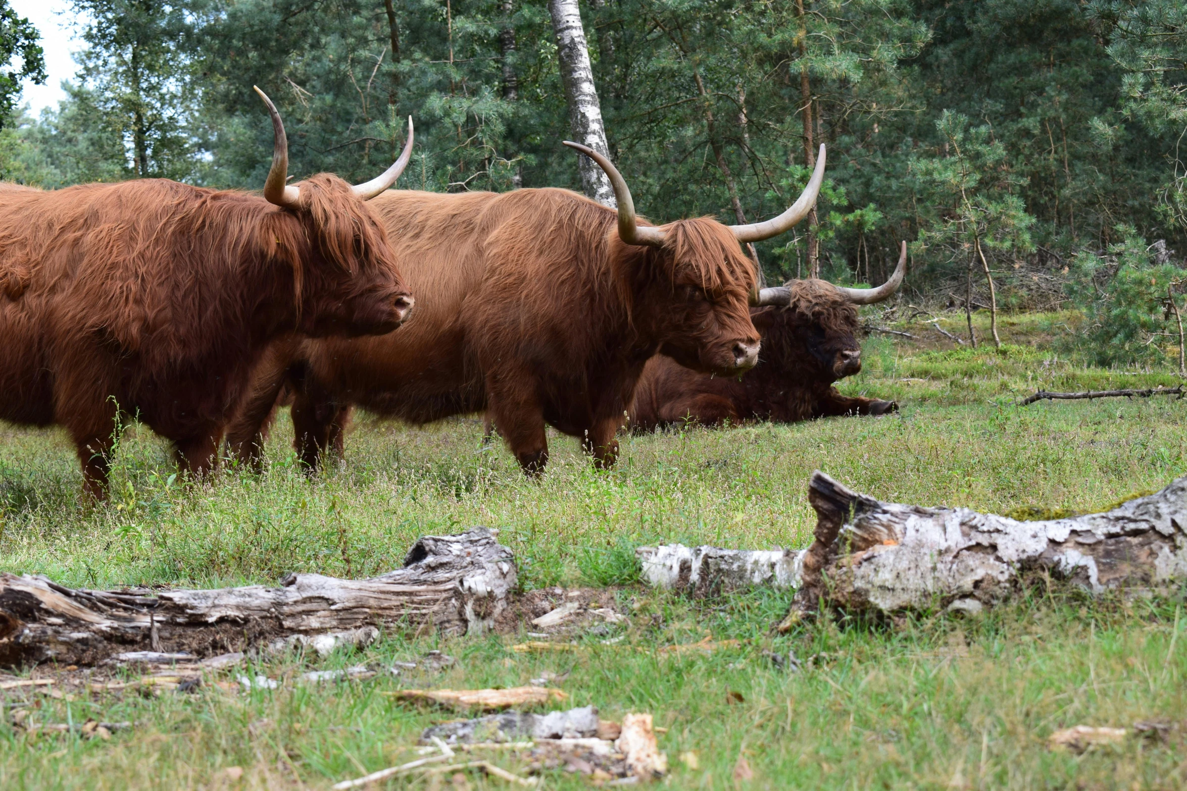 an image of a herd of bison in the wild