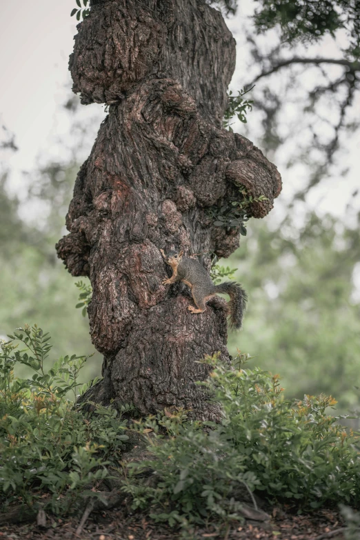 the face on a tree trunk in a forest