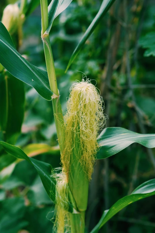 a yellow flower growing from the tip of a green stalk