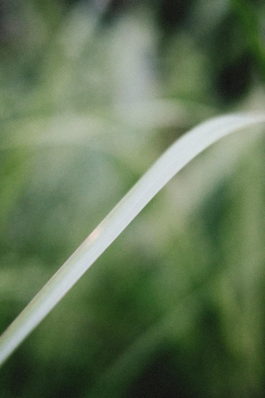 a blurry image of a green bird flying in the sky