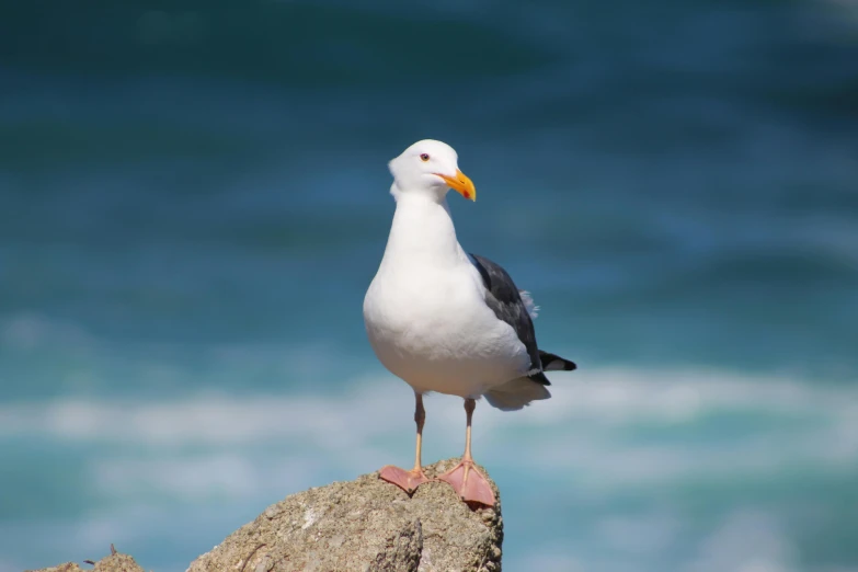 the bird is perched on the rock near the water