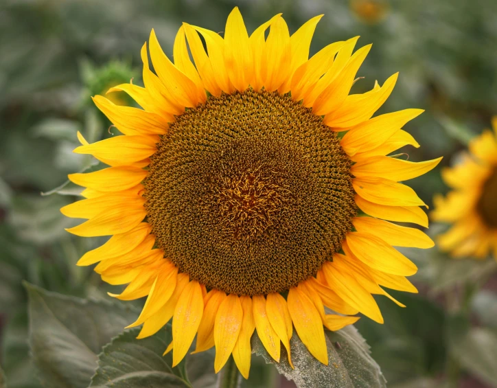 a big sunflower with it's flower head covered in pollen