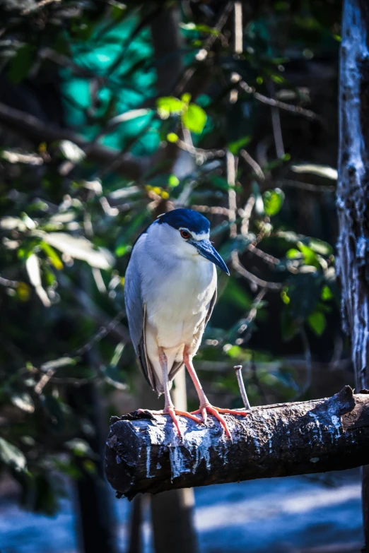 a bird sits on a log in the woods