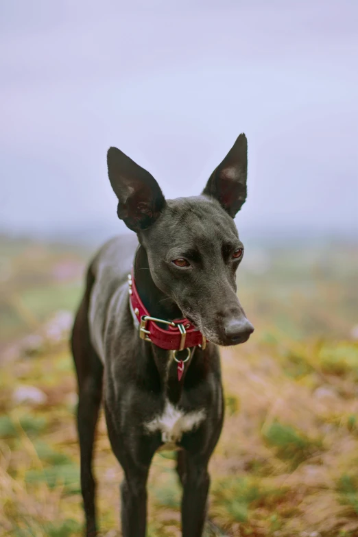 a black dog with a collar on standing in a field
