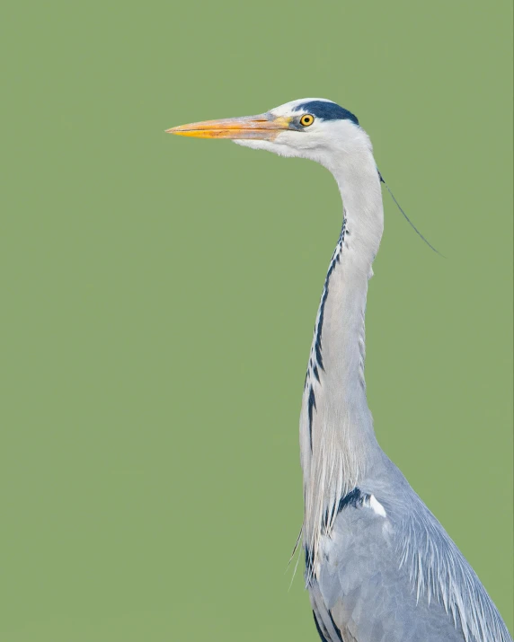 a blue heron standing on top of a green surface