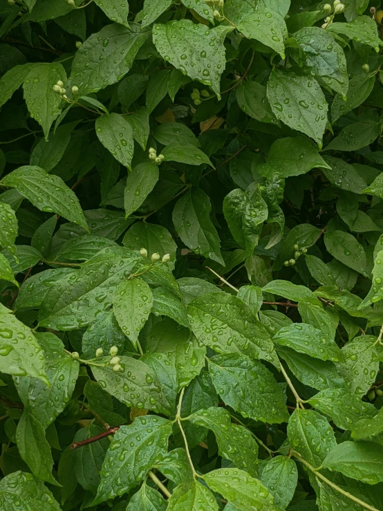 a green tree is shown with leaves