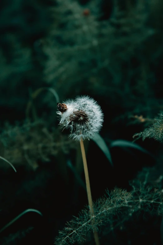 a dandelion that is standing alone in the grass