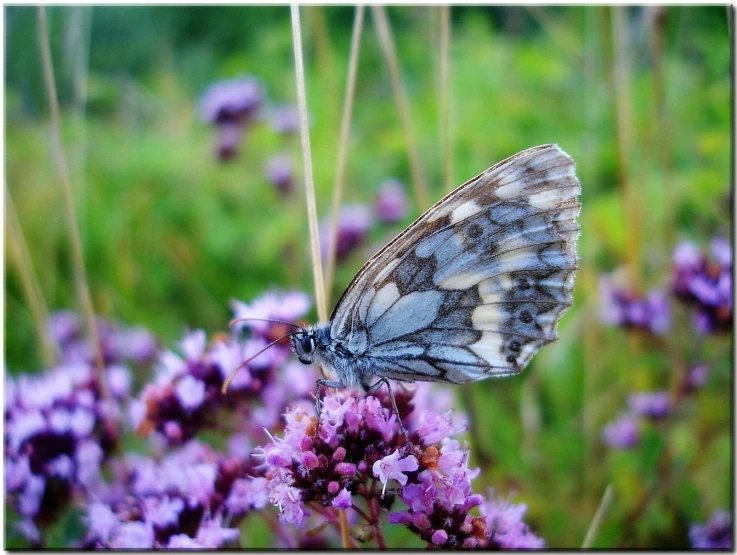 a erfly sitting on a lavender flower