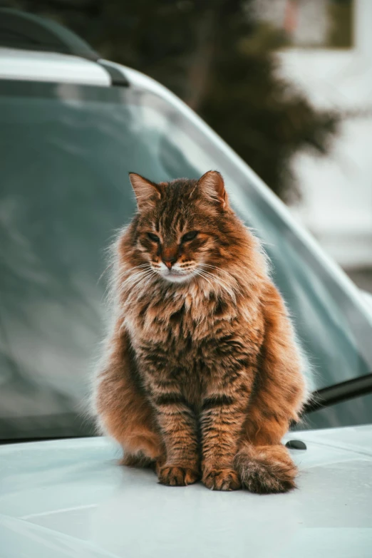 the cat sits on the hood of the car