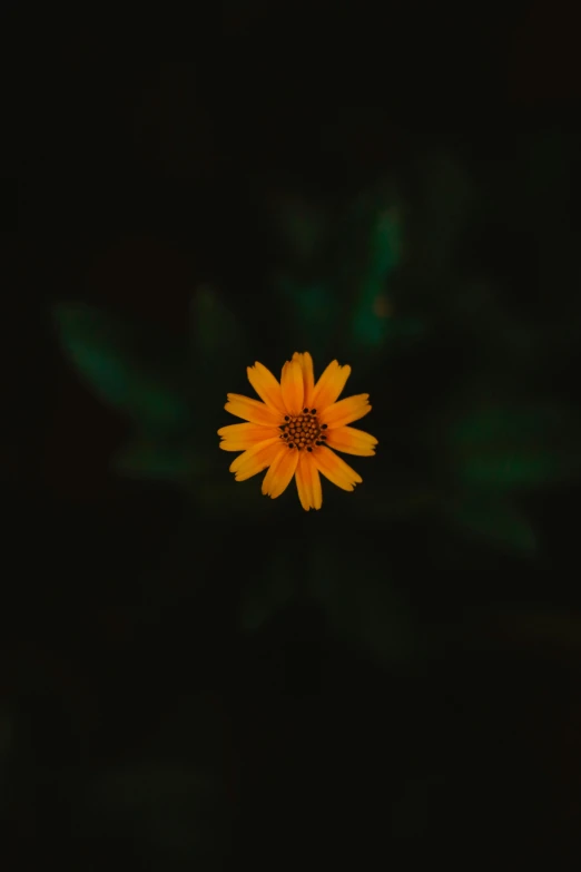 an orange and yellow flower is lit up on a dark background