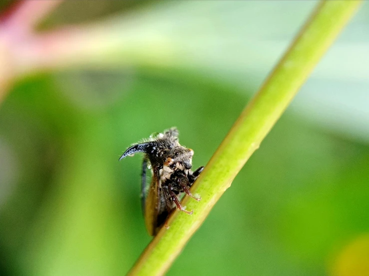 a insect that is sitting on a thin stalk