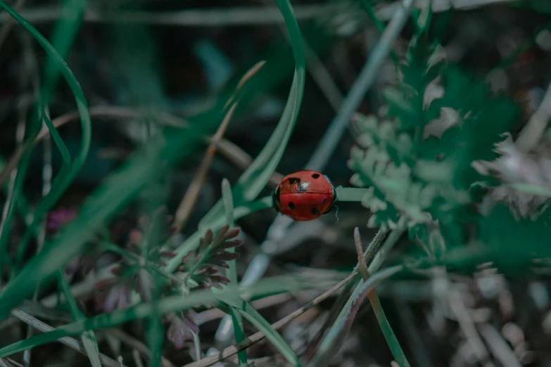 red ladybug resting on a thin grass with many flowers