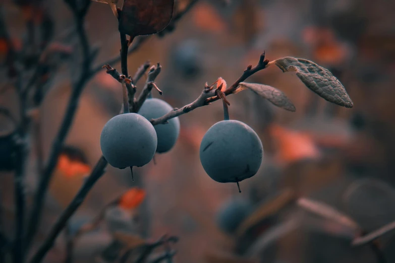fruits growing on a tree in a forest