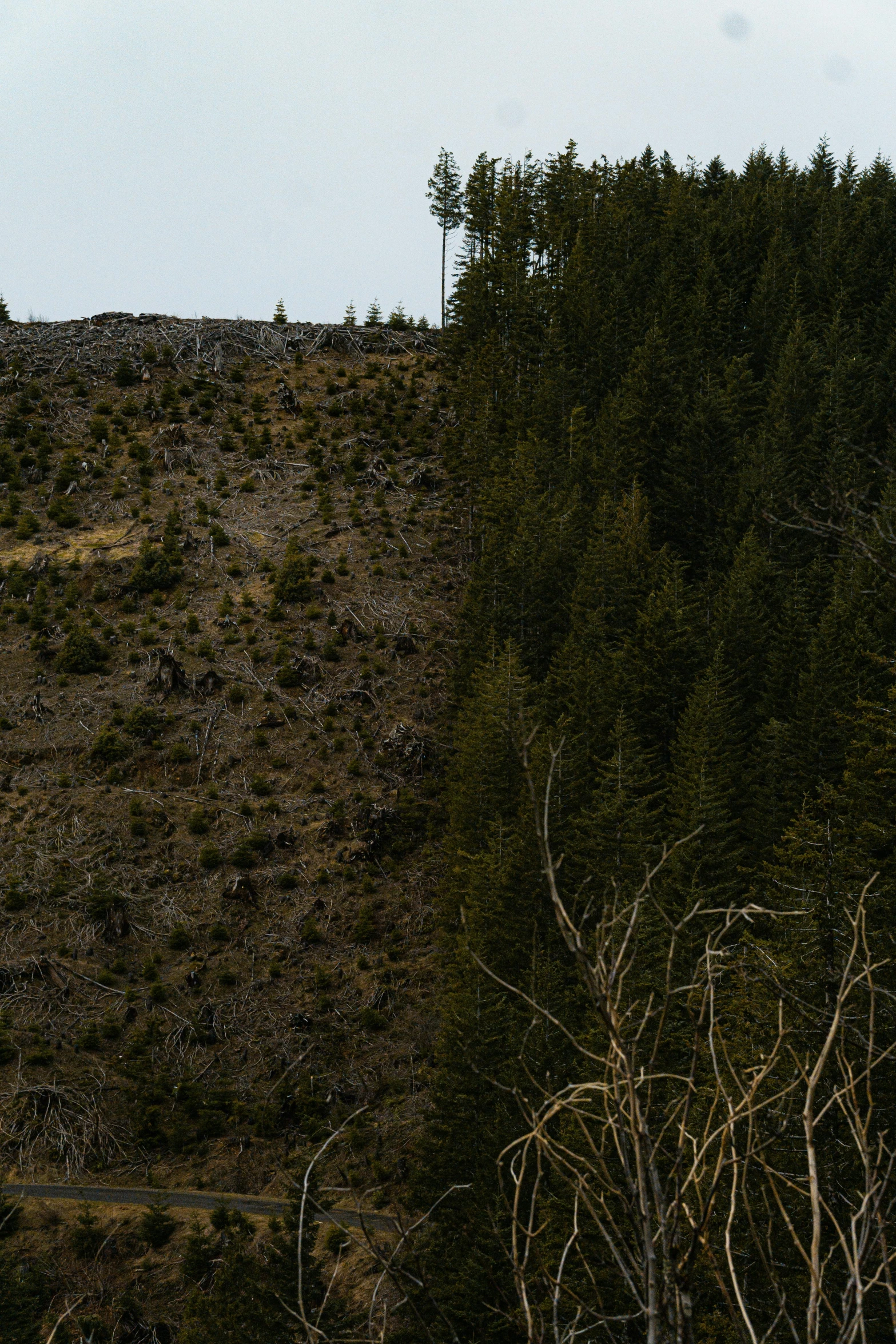 a person walking up a hill in the woods