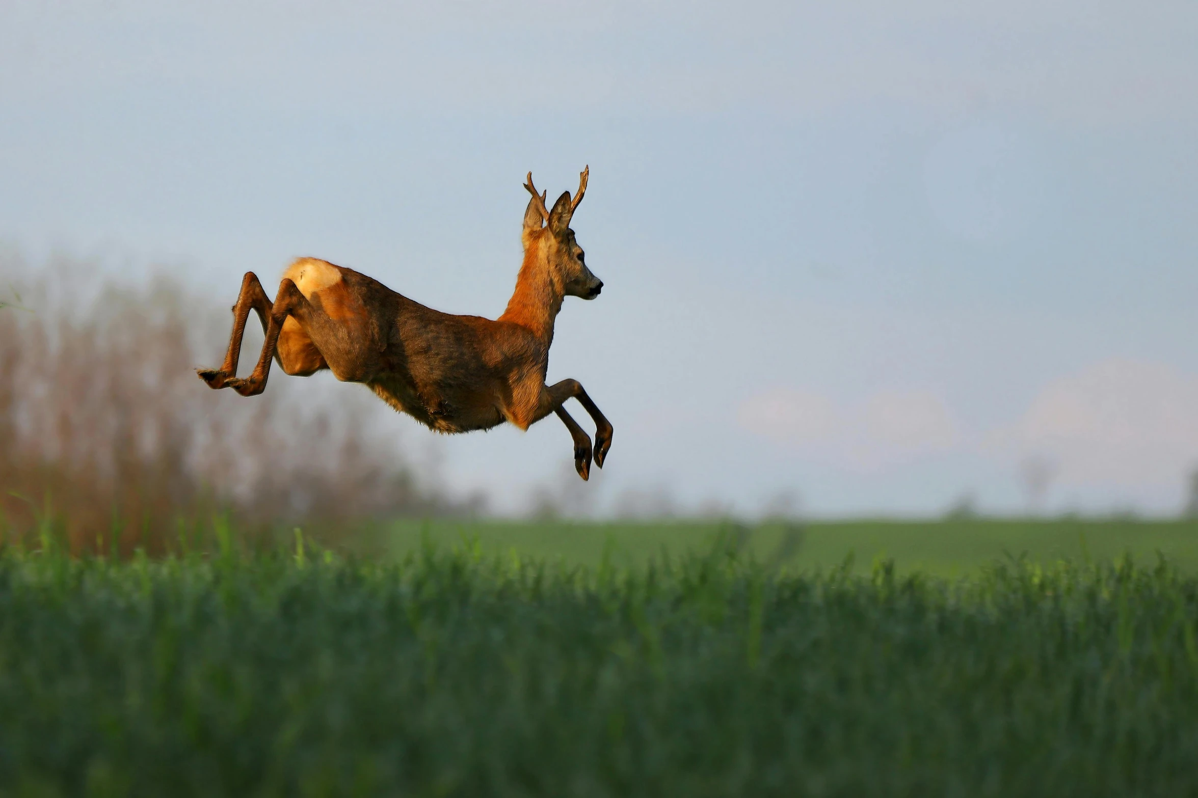 a large antelope jumping across a lush green field