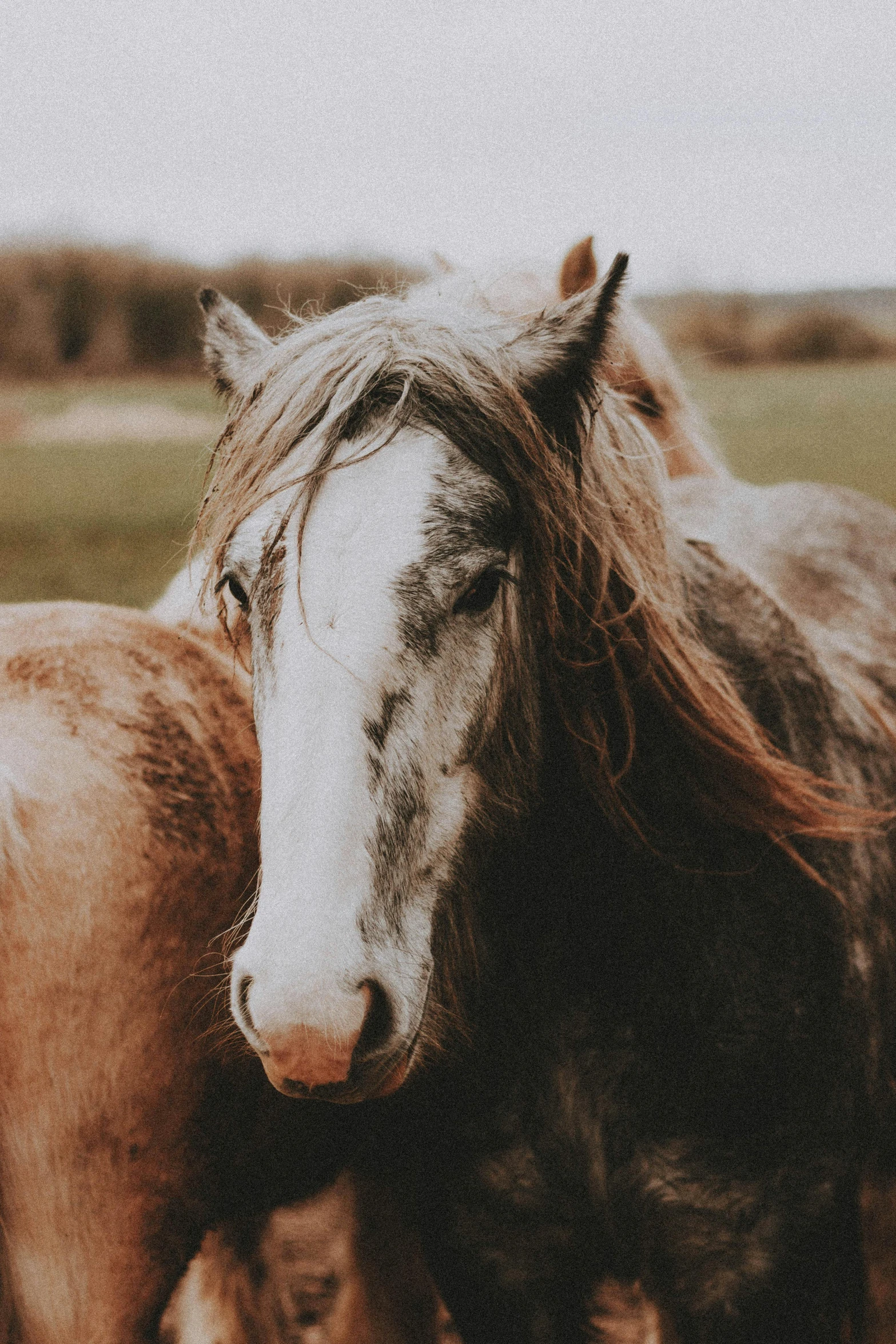 two horses with manes standing close together