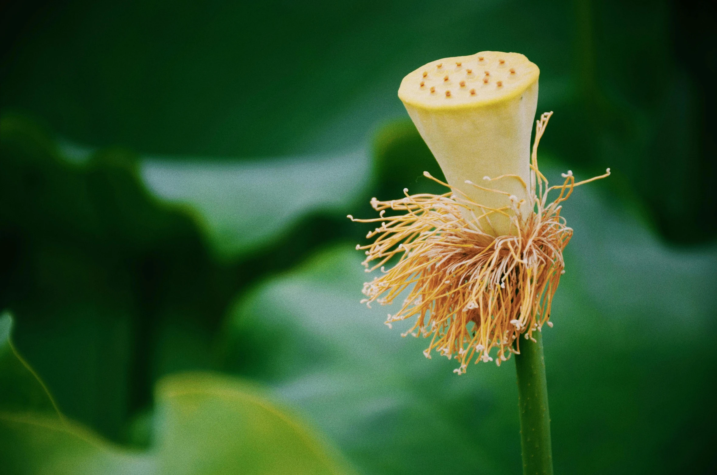 an open yellow flower on green leaves