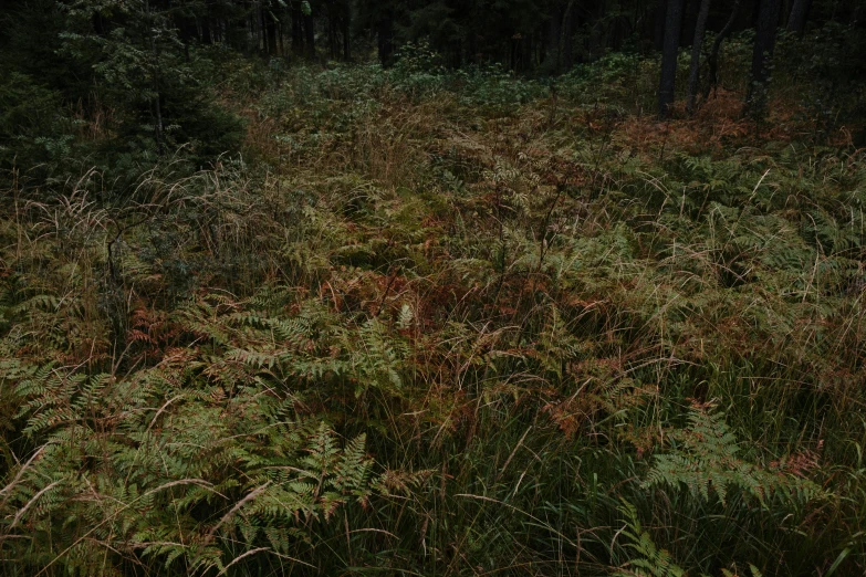 a very dark picture of tall bushes with some trees