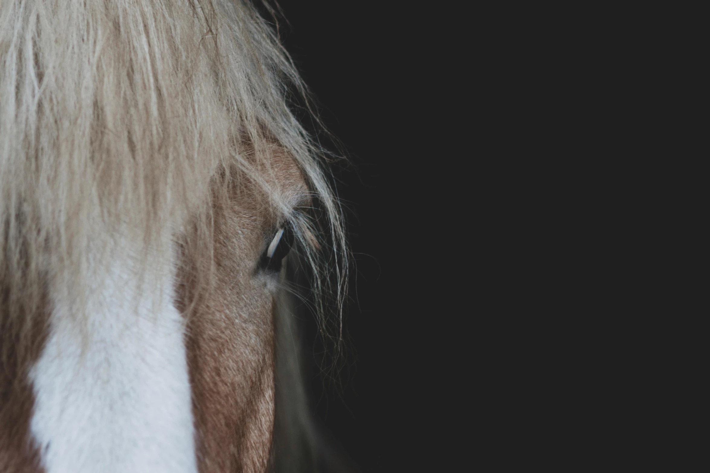 a brown and white horse with blonde hair