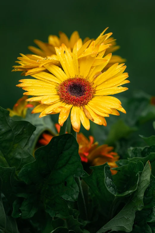 a yellow flower that is blooming on some leaves