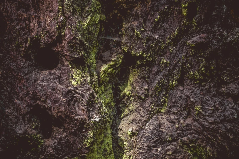 a tree trunk and mossy rocks are seen from above