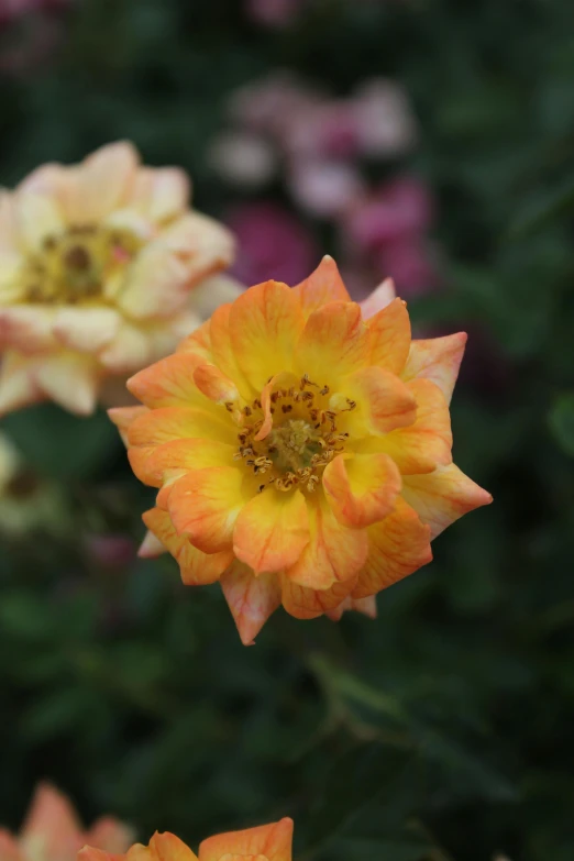 a close up view of an open yellow and red flower