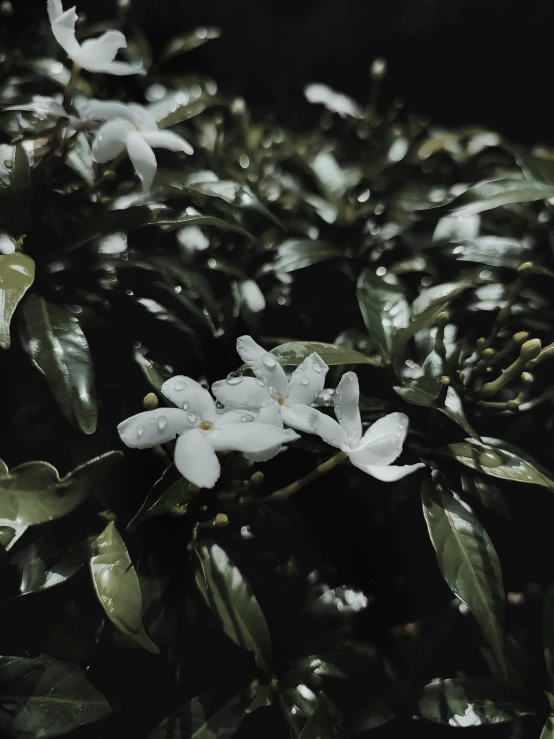 the flowers are white with little green leaves