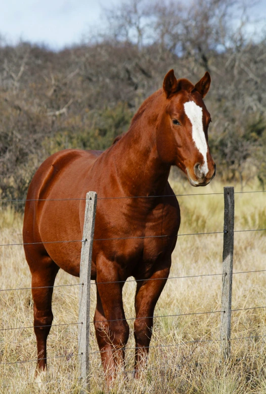 a horse is standing by the fence looking at the pographer