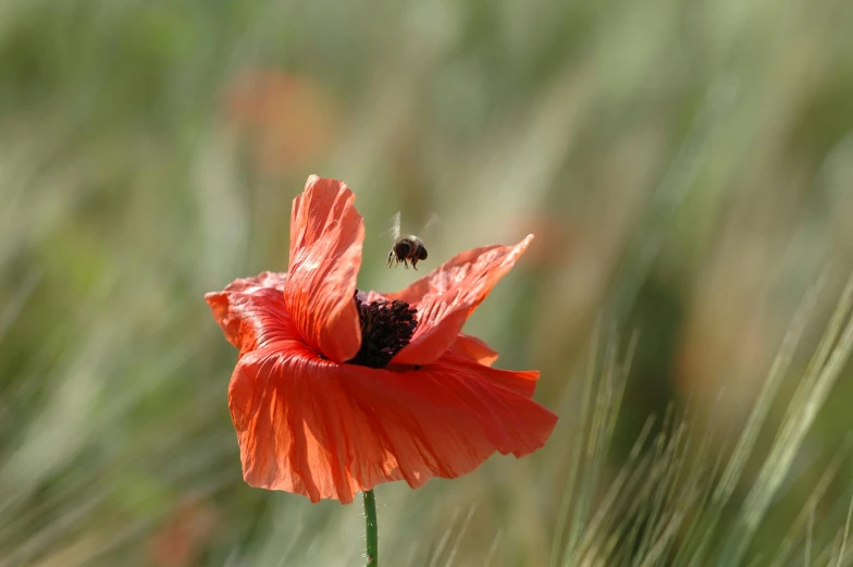 an orange flower with a insect sitting on top of it