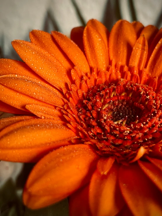 an orange flower with water drops on it