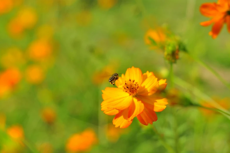 a yellow flower and a bee flying near by