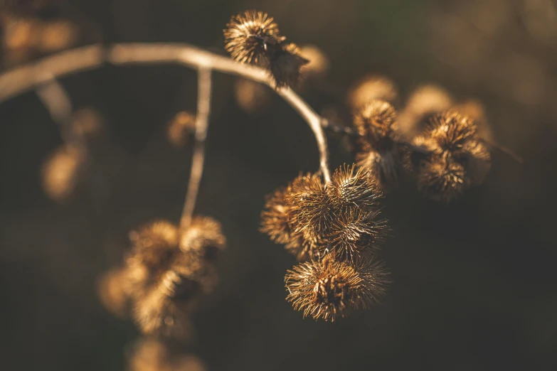 the top of small, yellow flowers hang from nches