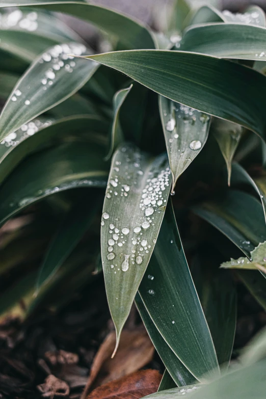 green leaves with water drops on them