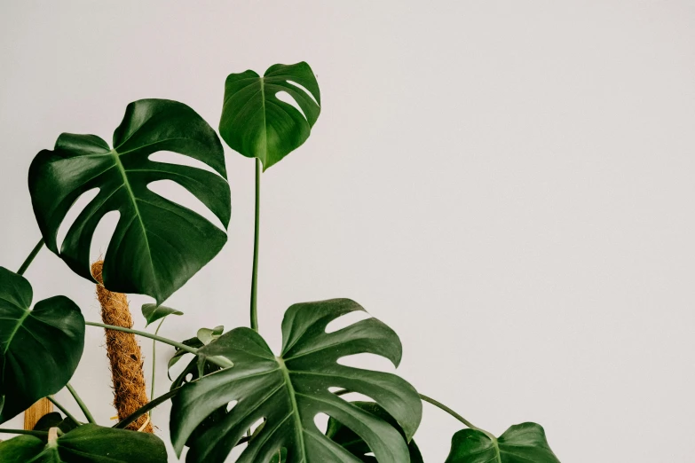 the underside of green plant leaves with white wall background