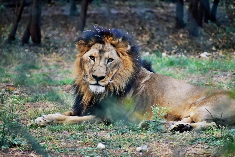 a large lion is laying on the ground