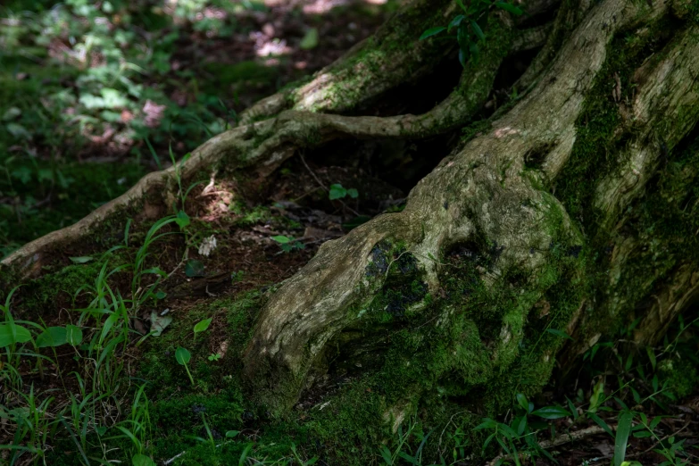 an owl sits under a tree stump on the ground