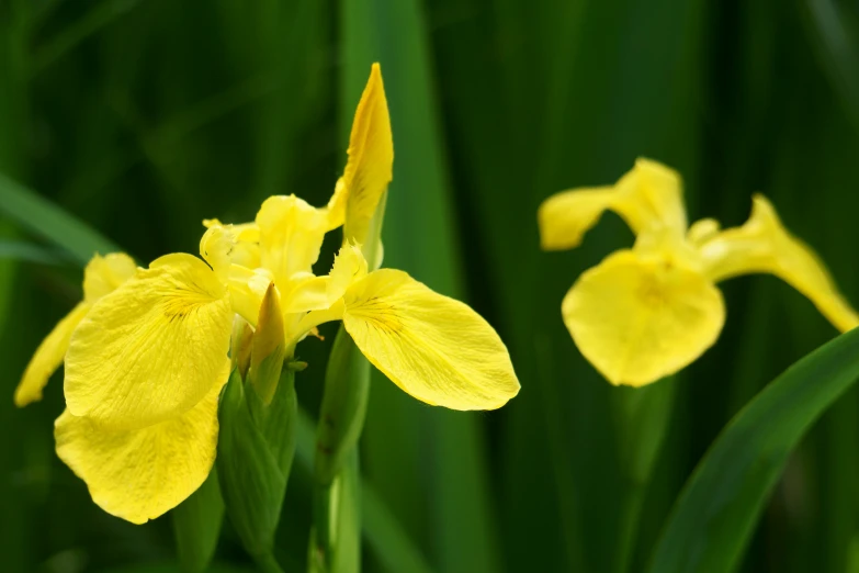 the small yellow flower is next to some green grass