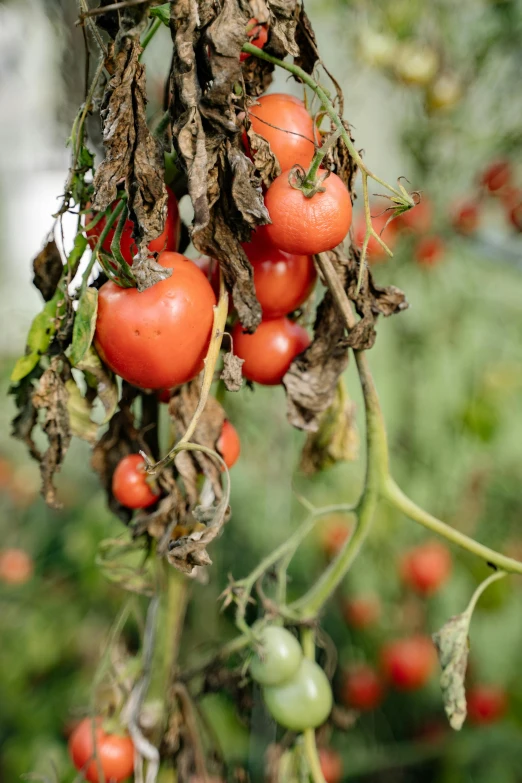 tomatoes are ripening in an orchard, some of which are very old