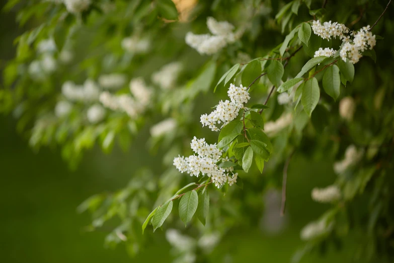 flowers are hanging from a nch of a tree