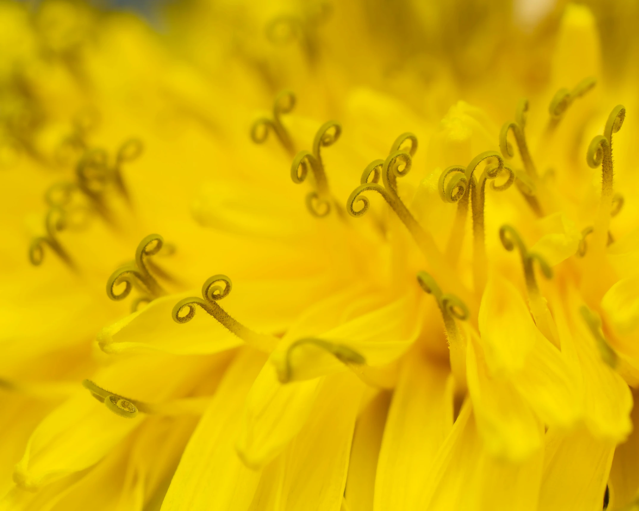 yellow and brown flowers are in close up