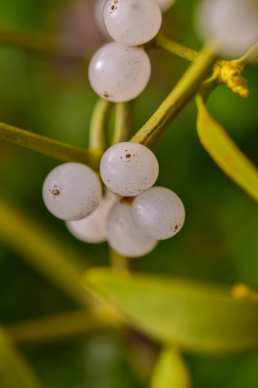 close up of some white berries on the nch