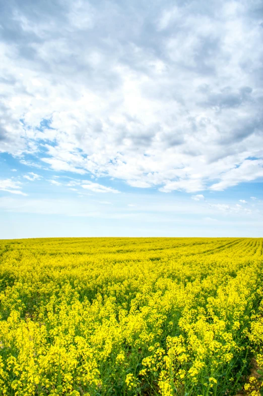 a field full of flowers under a blue sky